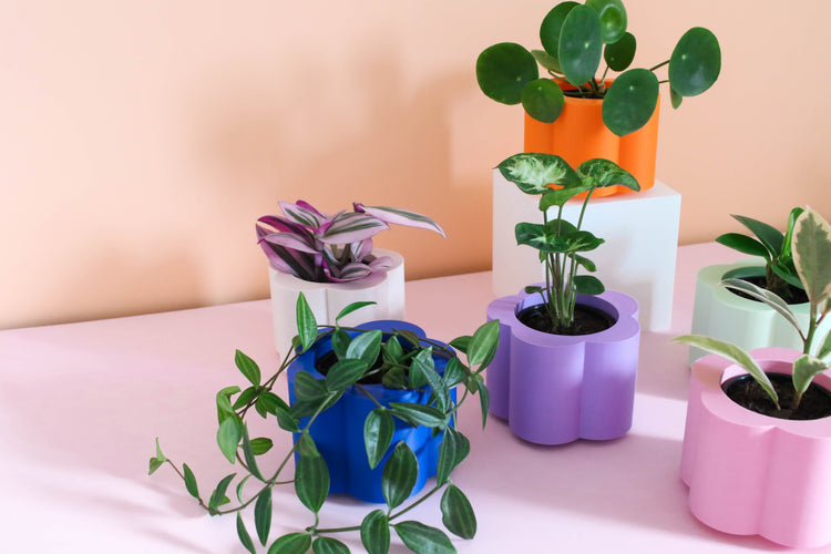 Plant Pots